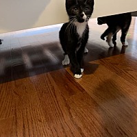 adopt a pet
