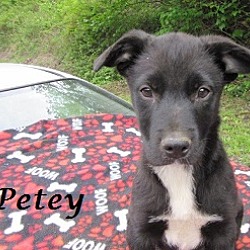 Thumbnail photo of Petey #2