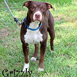 Thumbnail photo of Grizzly #4