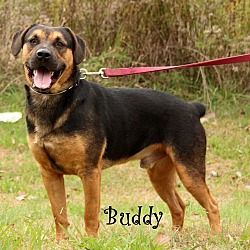 Thumbnail photo of Buddy~ adopted! #4