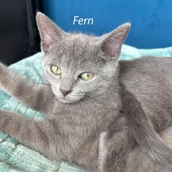 Photo of A&F: Fern