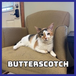 Photo of Butterscotch