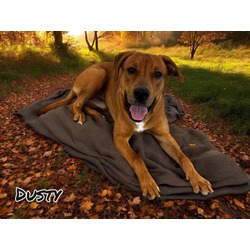 Thumbnail photo of Dusty #2