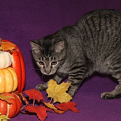 bonded pet photo