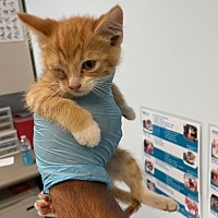 adopt a pet