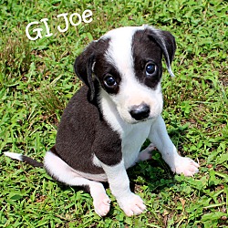 Thumbnail photo of Gi Joe~adopted! #2