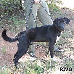 Thumbnail photo of Rivo #3