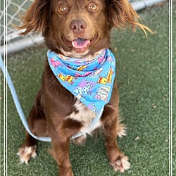 Photo of REECE (foster to adopt)