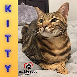 Photo of Kitty (Courtesy Post)
