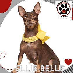 Thumbnail photo of ELLIE-BELLE #2