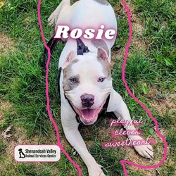 Thumbnail photo of Rosie #2