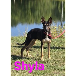 Thumbnail photo of Shyla #1