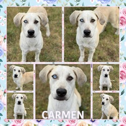 Thumbnail photo of Carmen #1