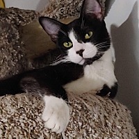 adopt a pet