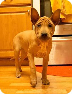 shar pei x ridgeback