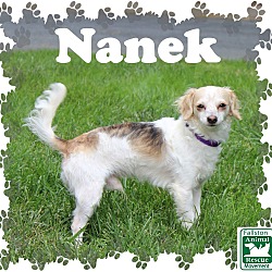 Thumbnail photo of Nanek #3