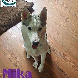 Thumbnail photo of Mika -Adopted July 2017 #3