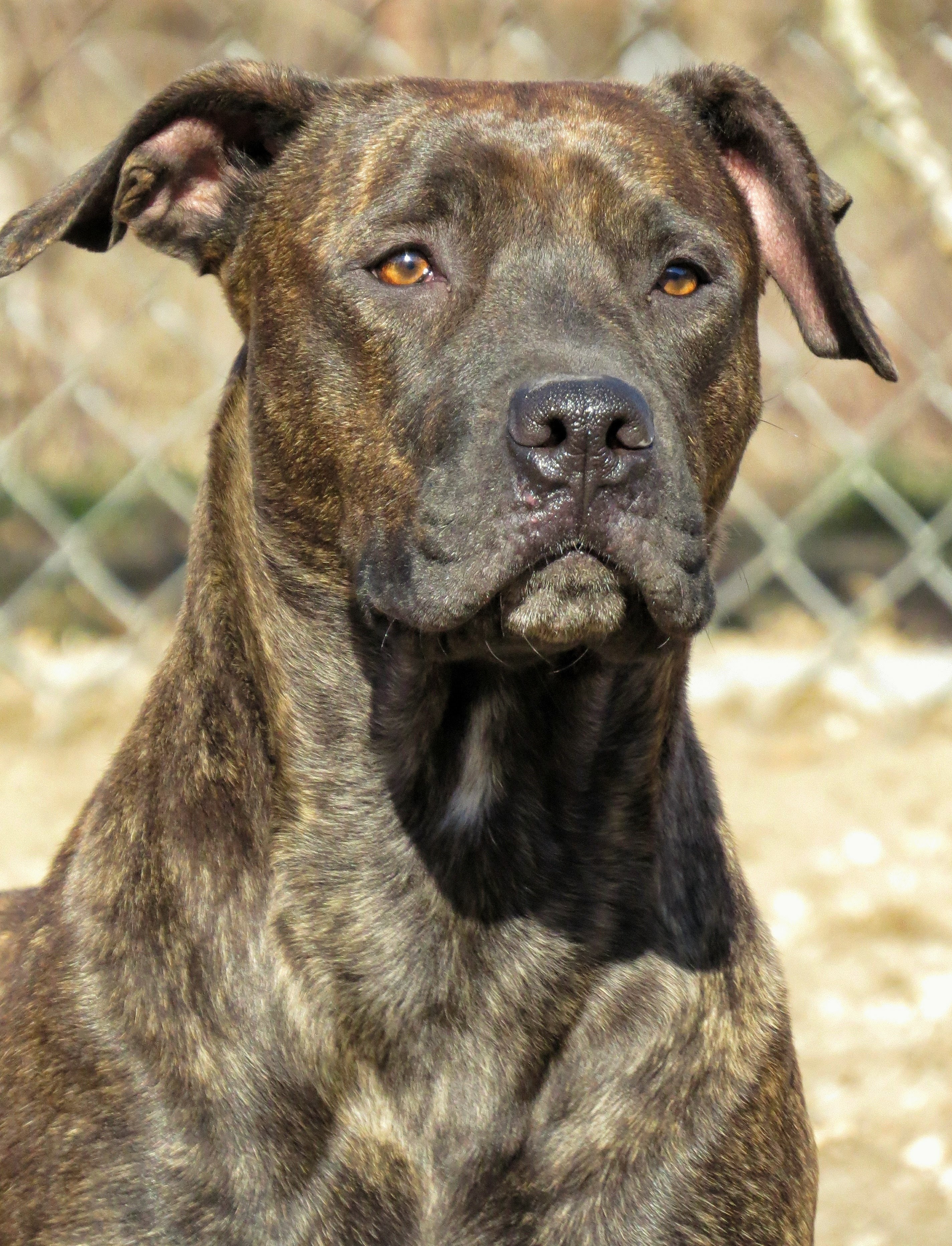 Amityville Ny Cane Corso Meet Sydney A Pet For Adoption