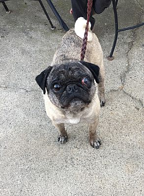 Modesto Ca Pug Meet Nellie A Pet For Adoption
