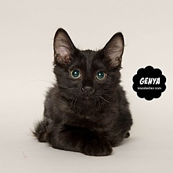 Thumbnail photo of GENYA #1