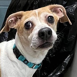 Photo of Bailey: Not At the Shelter