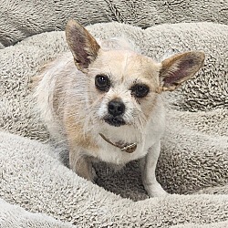 Photo of Sugar (Fostered in Papillion)