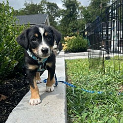 Thumbnail photo of Harry-- Puppy 1 #3