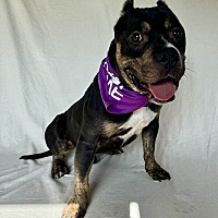 adopt a pet