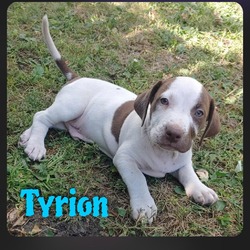 Thumbnail photo of Tyrion #1