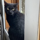 Adopt A Pet :: Charlotte - South Haven, MI