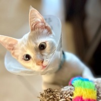 adopt a pet