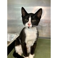adopt-pet