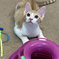adopt a pet