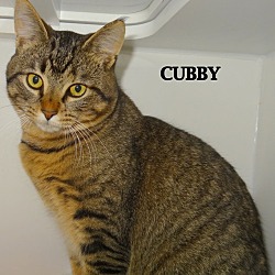 Thumbnail photo of CUBBY--SWEET YOUNG--PLAYFUL #3