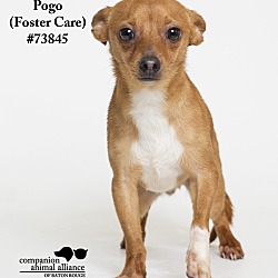 Thumbnail photo of Pogo  (Foster Care) #1