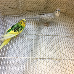 Photo of 2 Parakeets