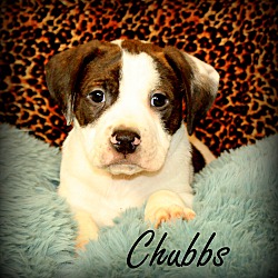 Thumbnail photo of Chubbs~adopted! #1