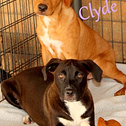 Thumbnail photo of Clyde~meet me! #4