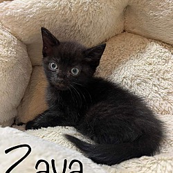 Photo of Zava