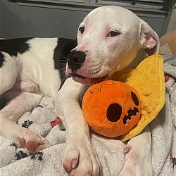 Mitchell mill animal rescue store