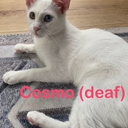 Photo of COSMO Kitten