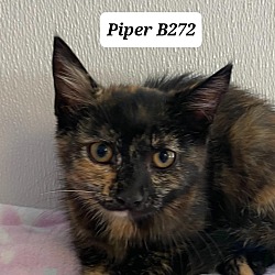 Photo of Piper B272