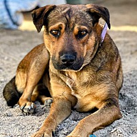 adopt a pet