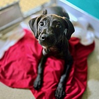 adopt a pet