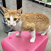 adopt a pet