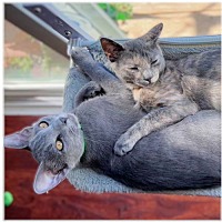 adopt a pet