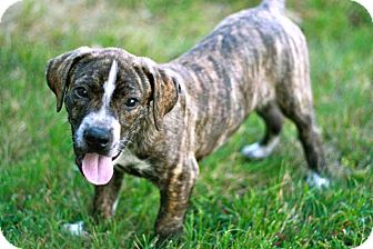 Salem Nh Mountain Cur Meet Puppy Frankie A Pet For Adoption -