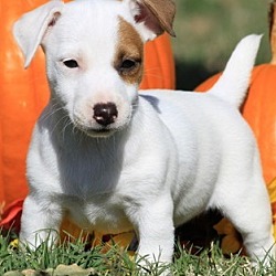 Photo of Jack Russel Terrier pups