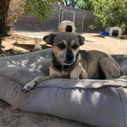 Puppies For Sale In Fresno California Adoptapet Com
