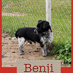 Thumbnail photo of Benji #1